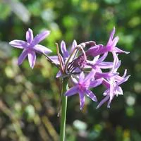 Jardin à organiser：Tulbaghia Violacea. Le pot de 9 litres