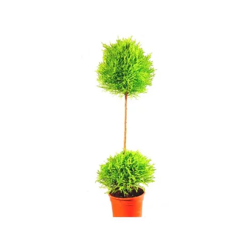 Jardin au quotidien：Cupressus Gold Crest Tige - Le pot de 1 litre
