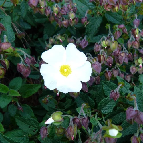 Utile pour le jardin：Ciste (Cistus) X Corbariensis blanc. Le pot de 3 litres