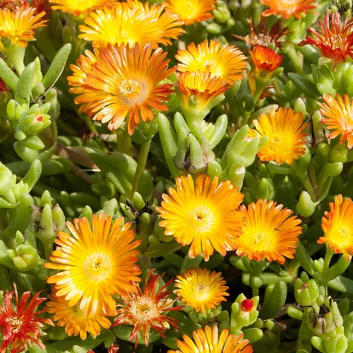 Qualité au jardin：Pourpier vivace variété Wow orange wonder. Le pot de 2 L