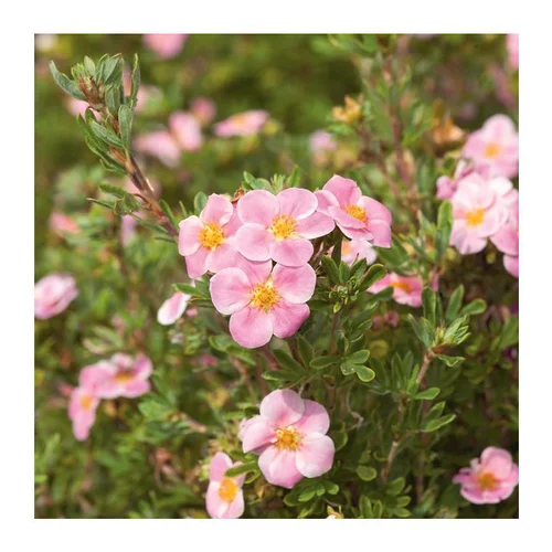 Jardin à découvrir:Potentille Pink Paradise - pot 3 L