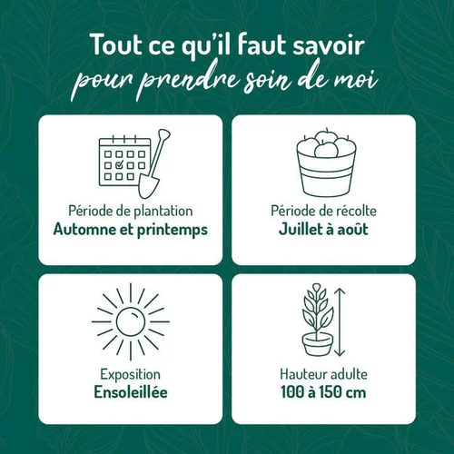 Pour compléter vos extérieurs:Groseillier A Grappe Jonkheer Van Tets Bio. Le pot de 5 litres