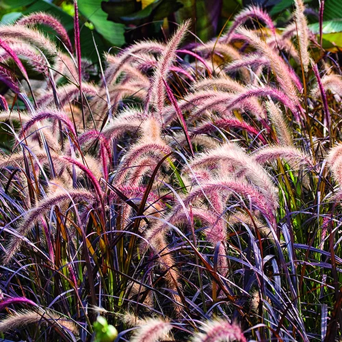 À découvrir au jardin：Herbe-aux-Écouvillons pourpre botanic®. Le pot de 1 litre