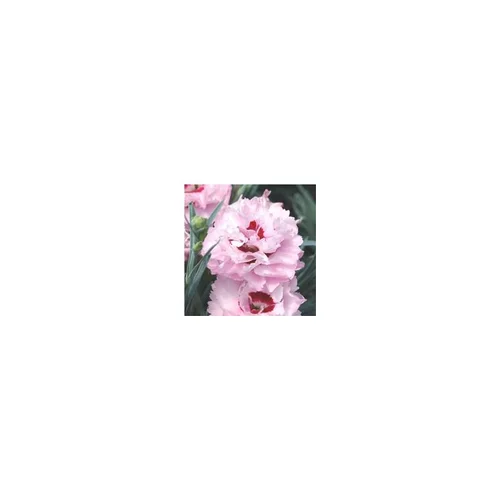 Jardin & maison：Oeillte de collection - Le pot de 2,5 litres
