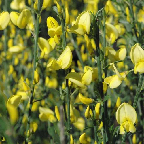 Sélection nature:Genêt Allgold (Cytisus) jaune. Le pot de 3 litres