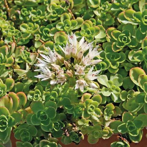 Spécial jardin:Sedum Spurium blanc - Le pot de 9 x 9 cm