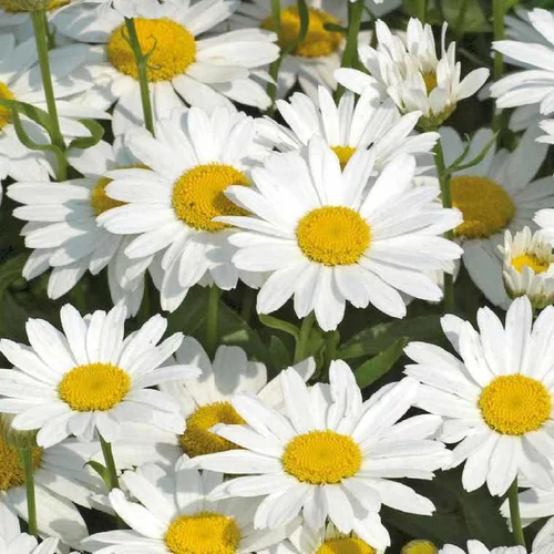 Idée extérieur：Marguerite d'été naine - Le pot de 9 x 9 cm