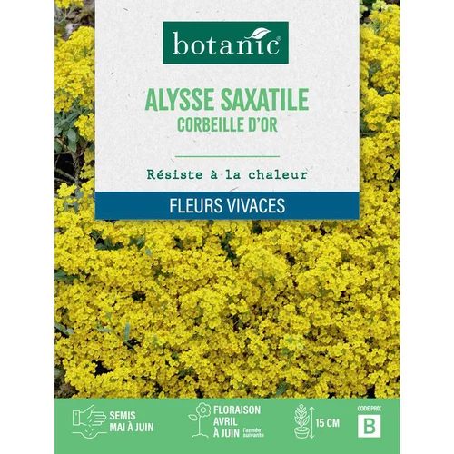 Un atout au quotidien：Graines de fleurs d'Alysse saxatile corbeille d'or botanic®