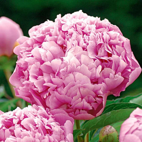 La solution pour vos extérieurs：Pivoine Mr Jules Elie - Le pot de 2 litres