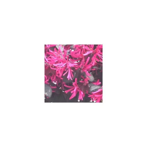 Nature maison：Loropetalum Buisson - Le pot de 3 litres
