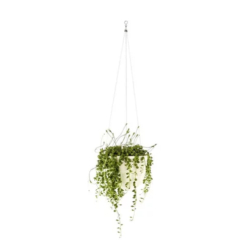 Une solution adaptée à l’extérieur:Senecio Rowleyanus suspension Ø12xH30 cm