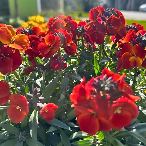 Jardin maison:Fausse-giroflée WINTER FLAME - Le pot de 2 litres