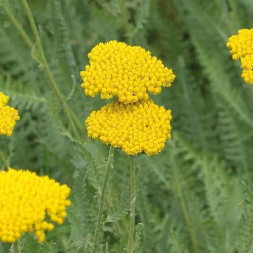 Le compagnon du jardin：Achillée naine jaune - Le pot de 9 x 9 cm