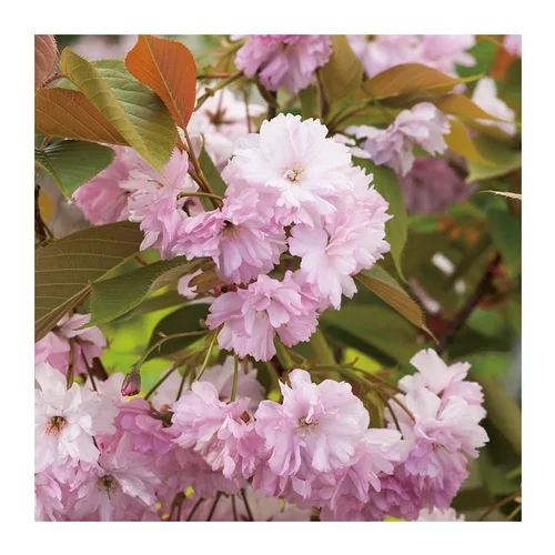 Sélection malin：Cerisier de Chine - pot 5 L