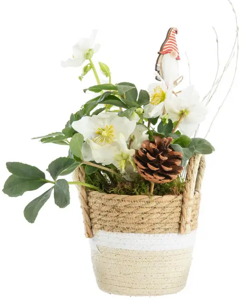 Extérieur loisirs：Hellébore cache-pot fibres tressées - Ø 15 cm