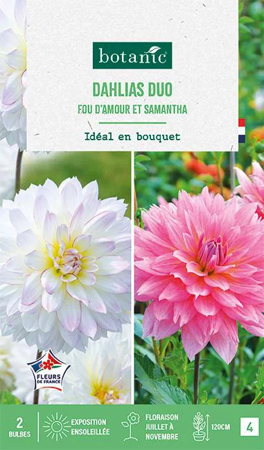 Pour embellir vos extérieurs:Bulbes de fleurs duo de Dahlias décoratifs Fou d’amour / Samantha botanic® - 2 bulbes