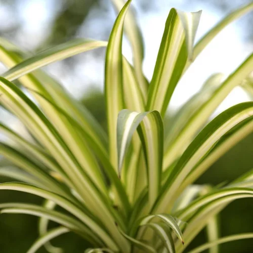 Pour compléter votre espace extérieur:Chlorophytum ou Plante-araignée vert - La barquette de 6 plants