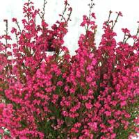 Pour créer votre espace extérieur：Bruyère Gracilis Arlequin bicolore - Le panier déco