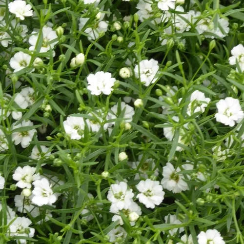 Pour vos moments au jardin:Gypsophile à fleurs blanches - Le pot Ø 10 cm