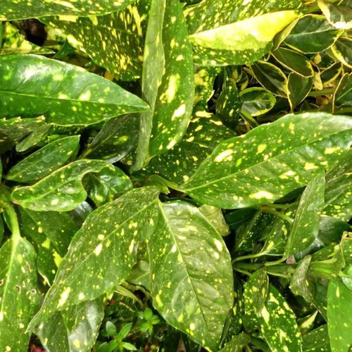 Pour transformer votre jardin：Aucuba vert panaché. Le pot de 13 cm