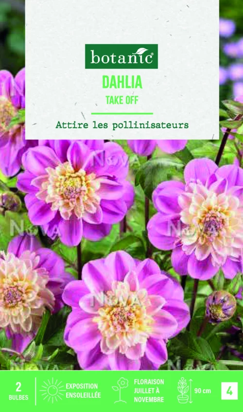 Pour équiper le jardin:Bulbes de fleurs Dahlia Anémone Take off botanic® - 2 bulbes