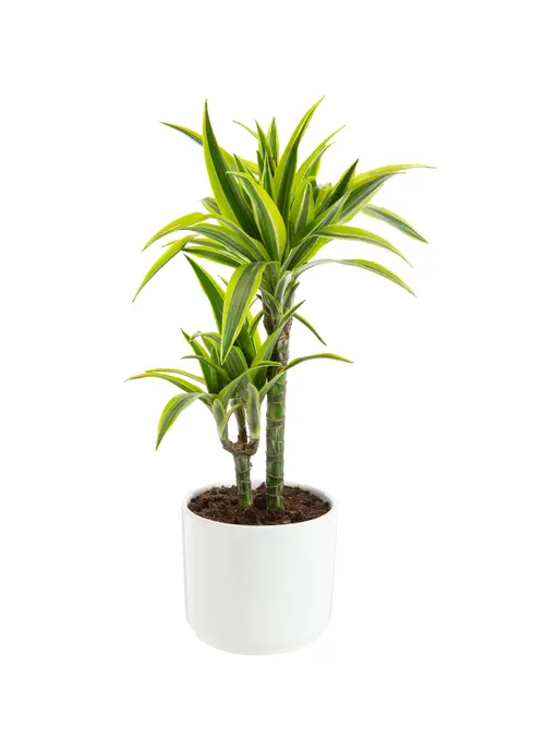 Pour vos envies de jardin:Dracaena Lemon Lime 2 pieds botanic®. Le pot de Ø 21 cm