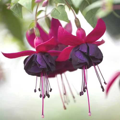 Extérieur qualité：Fuchsia à fleurs multicolores - Le pot de 10 litres