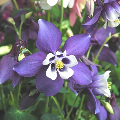 Idée extérieur：Aquilegia Caerulea Simples Mixtes. Le pot de 2 litres