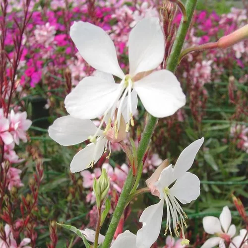 Idée utile：Gaura à fleurs blanches - Le pot de 0,5 litre