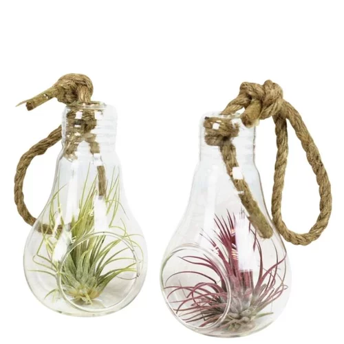 Facile jardin：Tillandsia vert en verrerie ampoule 12 cm