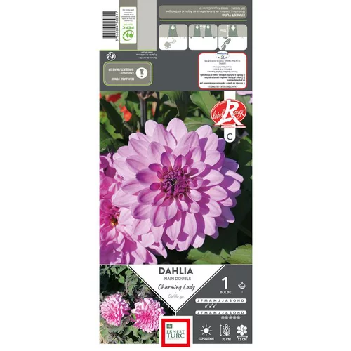 Pour tous les jours：Dahlia nain double Charming Lady® rose feuillage sombre Ernest Turc - 1 bulbe