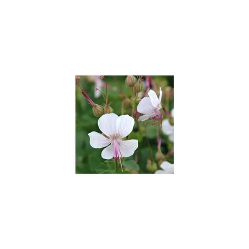 Bien au jardin:Geranium Biokovo - Le pot de 1 litre