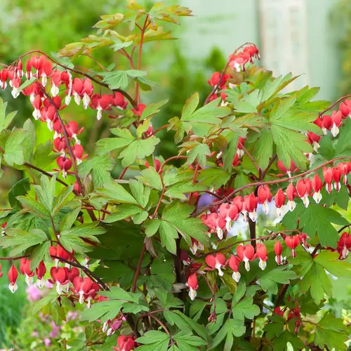 À découvrir au jardin：Cœur-de-Marie VALENTINE - Le pot de 2 litres