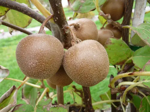Pour enrichir votre univers jardin：Kiwi 'Minkigold'. Le pot de 2 litres