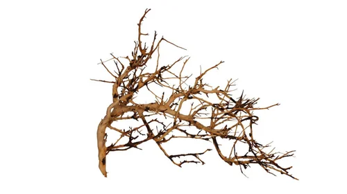 Jardin utile：Vigne pour aquarium ou terrarium coloris marron Aquavie Broussa - 10 à 30 cm