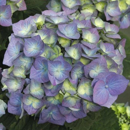 Jardin & confort:Hydrangea Macrophylla Très forte – Pot de 5L