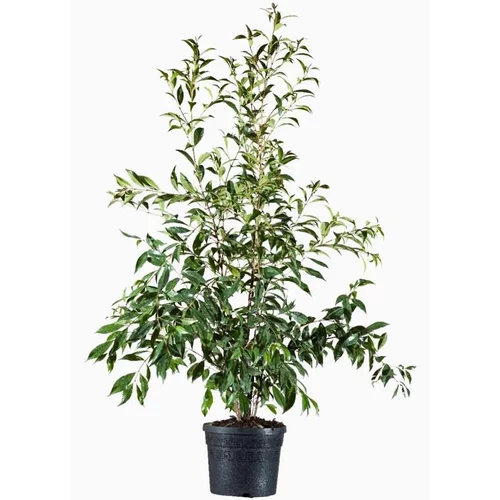 Pour votre espace vert:Myrte d'Australie (Eugenia Mirtefolia). Le pot de 9 litres