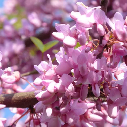 Qualité jardin:Arbre de Judée rose. Le pot de 30 litres, forme tige