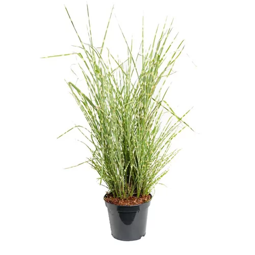 Essentiel extérieur:Miscanthus Sinensis Zebrinus - Le pot de 5 litres