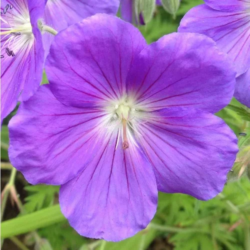 Pour un jardin bien organisé:Géranium Rozanne à fleurs bleues - Le pot de 4 litres