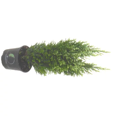 Style nature：Cyprès de Lawson ou chamaecyparis lawsoniana snow white. Le pot de 1 litre
