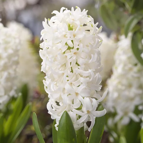 Un plus pour votre jardin：Jacinthe - Le bac en bois