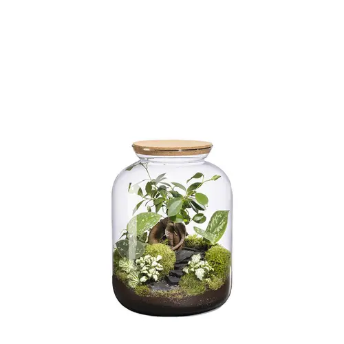 Le jardin au quotidien:Terrarium autonome Bonbonne Landscape botanic® - taille S