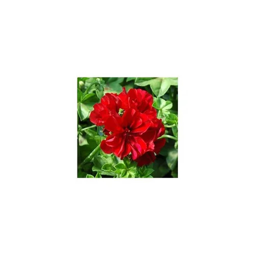 Vie au jardin：Géranium lierre à fleurs doubles - Le pot de 1 litre