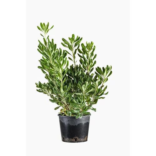 Bien pratique à l’extérieur：Pittosporum (Pittospore du Japon) vert. Le pot de 3 L