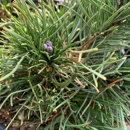 Jardin équipement：Pin (Pinus) Mugo Pumilio 20/30. Le pot de 3 litres