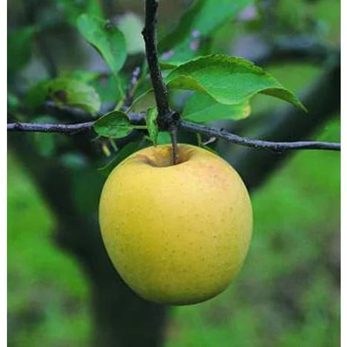 Style nature:Pommier Golden Delicious. Le pot de 15 litres forme 1/2 tige