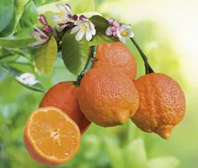 Une idée maline pour l’extérieur:Lime coloris rouge - 2,5 L