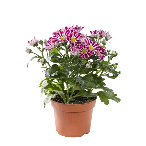 Jardin expert：Mini Chrysanthème multicolore. Le pot de 10,5 cm