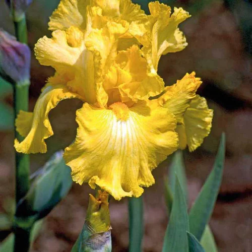 Univers extérieur:Iris des Jardins jaune - Le pot de 9 x 9 cm
